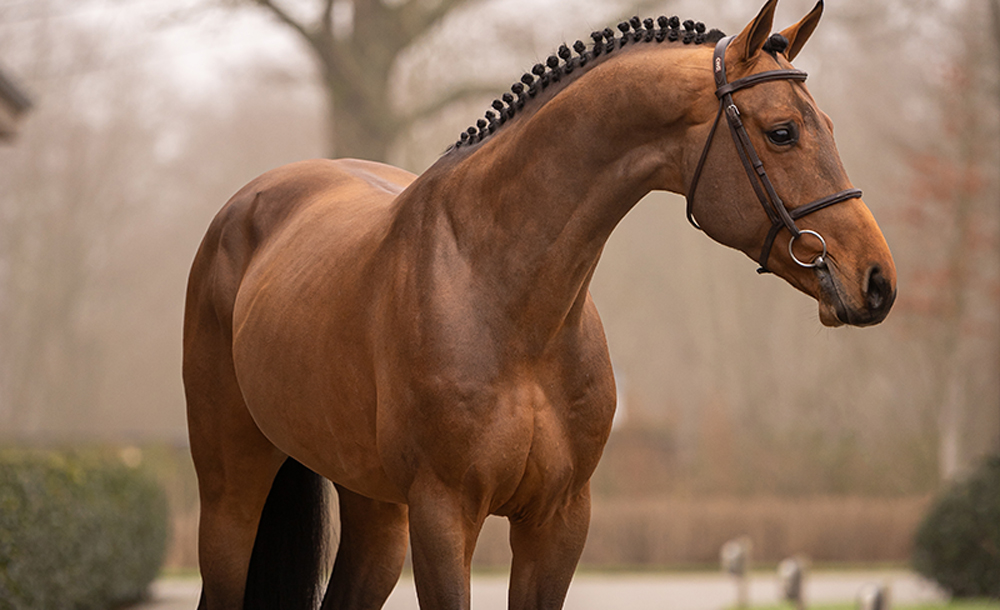 Twister van de Noordheuvel jumping 2
