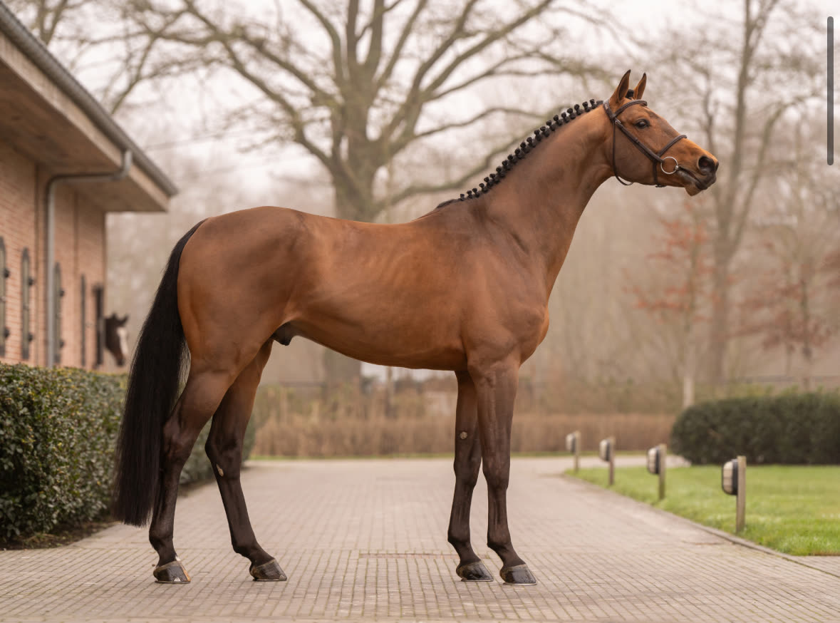 Twister van de Noordheuvel portrait