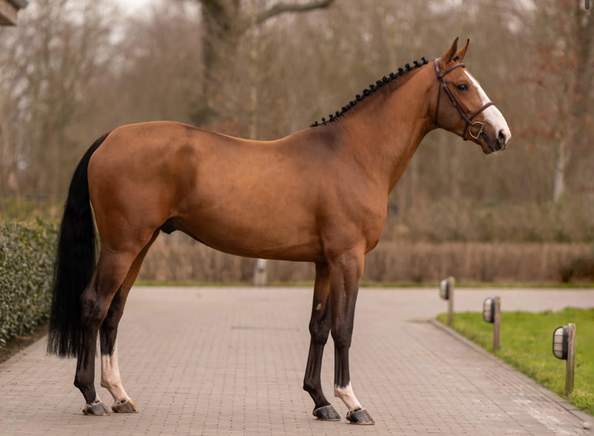 VDM de Muze portrait